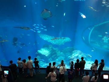 アクアワールド茨城県大洗水族館に投稿された画像（2020/7/23）