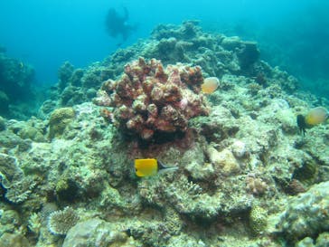 沖縄ダイビング ピンクマーメイドに投稿された画像（2020/7/23）
