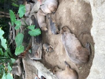 神戸どうぶつ王国に投稿された画像（2020/7/23）