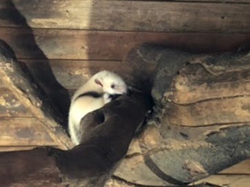 神戸どうぶつ王国に投稿された画像（2020/7/23）