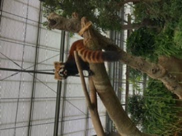 神戸どうぶつ王国に投稿された画像（2020/7/23）