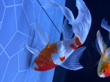 すみだ水族館に投稿された画像（2020/7/23）