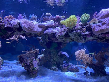 すみだ水族館に投稿された画像（2020/7/23）