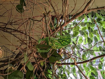 しろとり動物園に投稿された画像（2020/7/23）