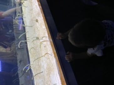 すみだ水族館に投稿された画像（2020/7/23）