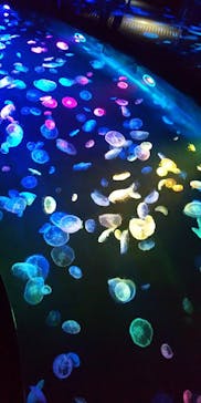 すみだ水族館に投稿された画像（2020/7/23）