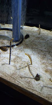 すみだ水族館に投稿された画像（2020/7/23）