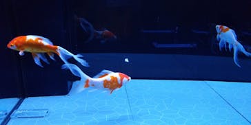 すみだ水族館に投稿された画像（2020/7/23）