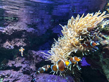 サンシャイン水族館に投稿された画像（2020/7/23）