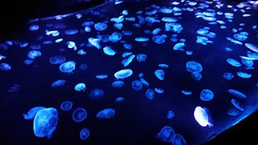 すみだ水族館に投稿された画像（2020/7/23）