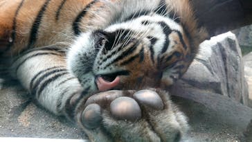 神戸どうぶつ王国に投稿された画像（2020/7/23）