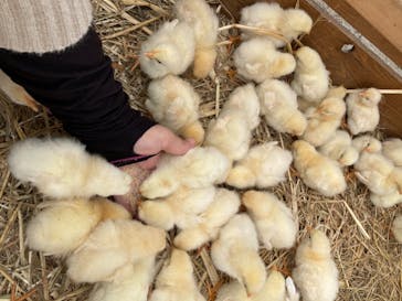 しろとり動物園に投稿された画像（2020/7/23）