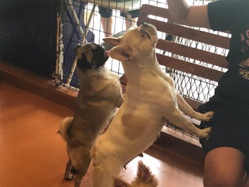 世界の名犬牧場に投稿された画像（2020/7/23）