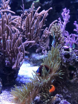 すみだ水族館に投稿された画像（2020/7/23）