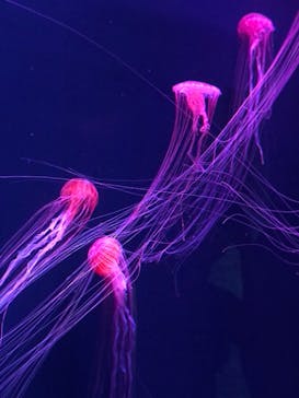 すみだ水族館に投稿された画像（2020/7/23）