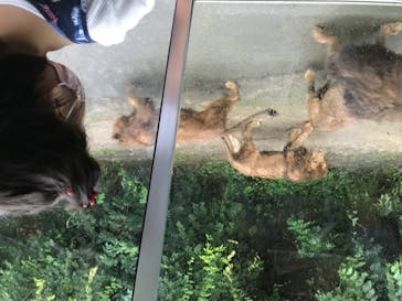 群馬サファリパークに投稿された画像（2020/7/23）