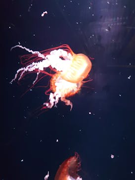 京都水族館に投稿された画像（2020/7/23）