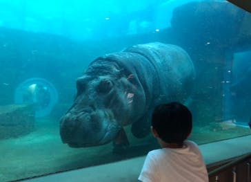 旭川市旭山動物園に投稿された画像（2020/7/23）