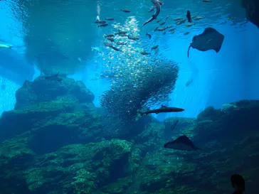 仙台うみの杜水族館に投稿された画像（2020/7/24）