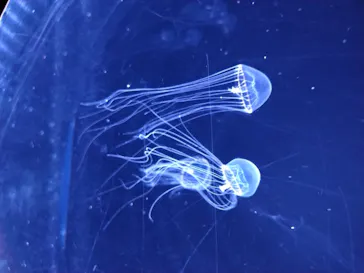 仙台うみの杜水族館に投稿された画像（2020/7/24）