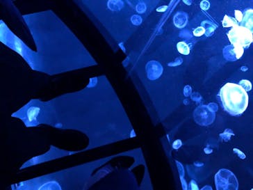 すみだ水族館に投稿された画像（2020/7/24）