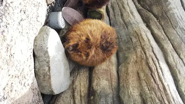 仙台うみの杜水族館に投稿された画像（2020/7/24）