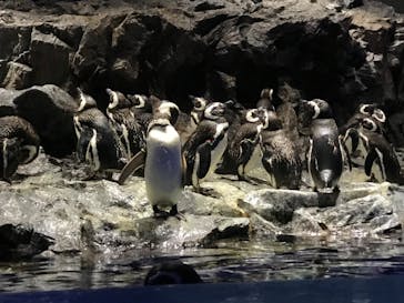 すみだ水族館に投稿された画像（2020/7/24）