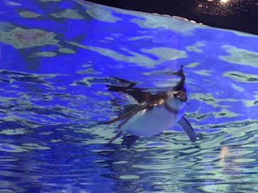 すみだ水族館に投稿された画像（2020/7/24）