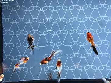 すみだ水族館に投稿された画像（2020/7/24）