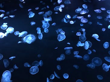 すみだ水族館に投稿された画像（2020/7/24）