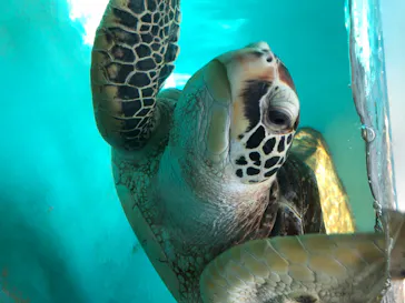 仙台うみの杜水族館に投稿された画像（2020/7/24）