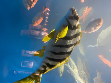 仙台うみの杜水族館に投稿された画像（2020/7/24）