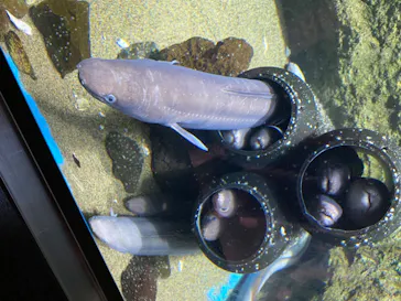 仙台うみの杜水族館に投稿された画像（2020/7/24）