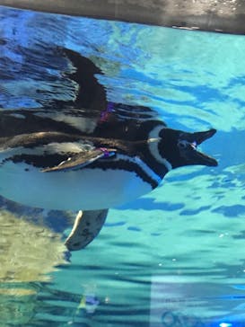 すみだ水族館に投稿された画像（2020/7/24）
