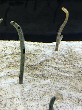 すみだ水族館に投稿された画像（2020/7/24）