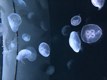 サンシャイン水族館に投稿された画像（2020/7/24）