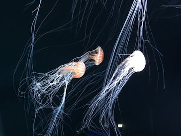 サンシャイン水族館に投稿された画像（2020/7/24）