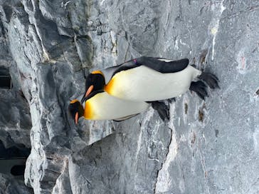 旭川市旭山動物園に投稿された画像（2020/7/24）