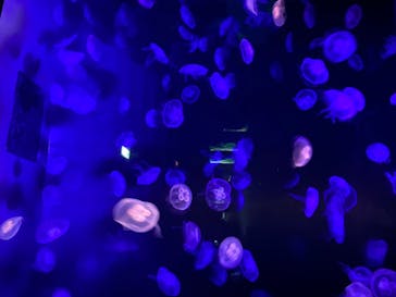 島根県立 しまね海洋館に投稿された画像（2020/7/24）