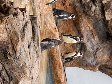 島根県立 しまね海洋館に投稿された画像（2020/7/24）