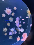 仙台うみの杜水族館に投稿された画像（2020/7/24）