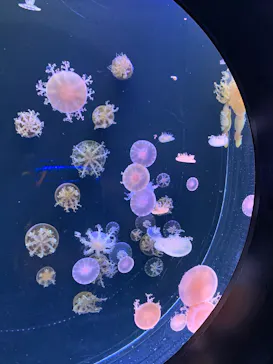 仙台うみの杜水族館に投稿された画像（2020/7/24）