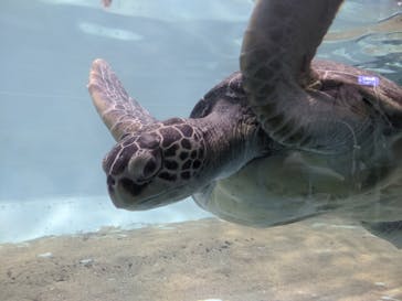 マリンワールド海の中道に投稿された画像（2020/7/24）