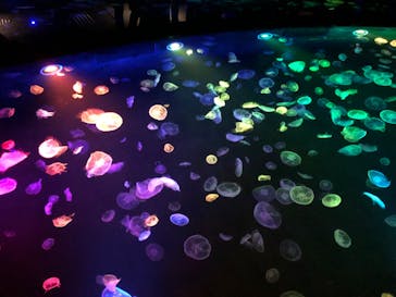 すみだ水族館に投稿された画像（2020/7/24）