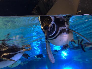 すみだ水族館に投稿された画像（2020/7/24）
