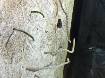 すみだ水族館に投稿された画像（2020/7/24）