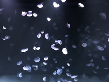 サンシャイン水族館に投稿された画像（2020/7/24）