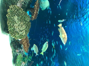 サンシャイン水族館に投稿された画像（2020/7/24）