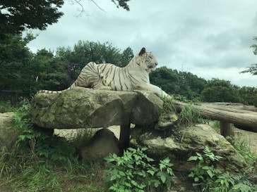 群馬サファリパークに投稿された画像（2020/7/24）