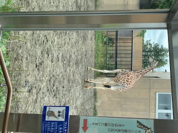 旭川市旭山動物園に投稿された画像（2020/7/24）